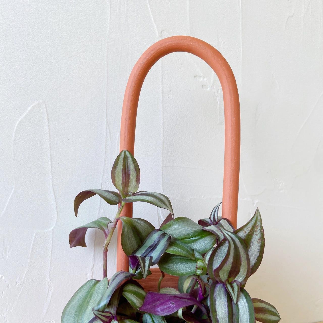 Propagate Tradescantia: Lush Growth & Vibrant Greenery