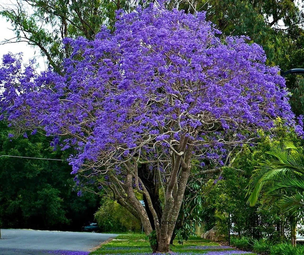 Jacaranda Trees: Creating Vibrant Outdoor Spaces