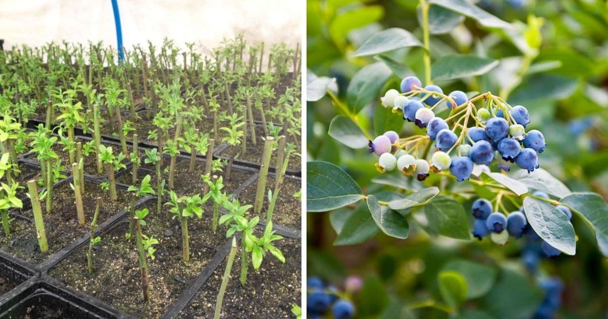 Blueberries blueberry bushes hgtv