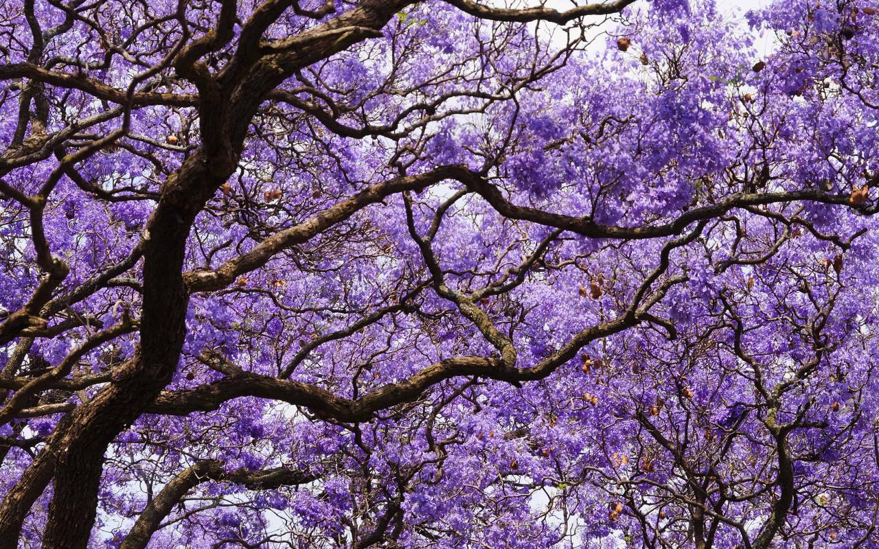 How to Use Jacaranda Tree for a Vibrant and Elegant Outdoor Space: Essential Tips