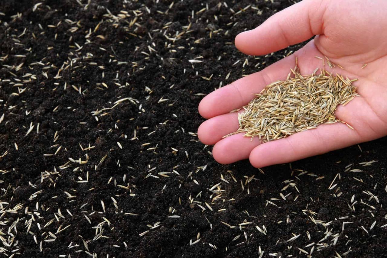 The Best Time to Sow Grass Seed in the UK: Expert Advice and Tips