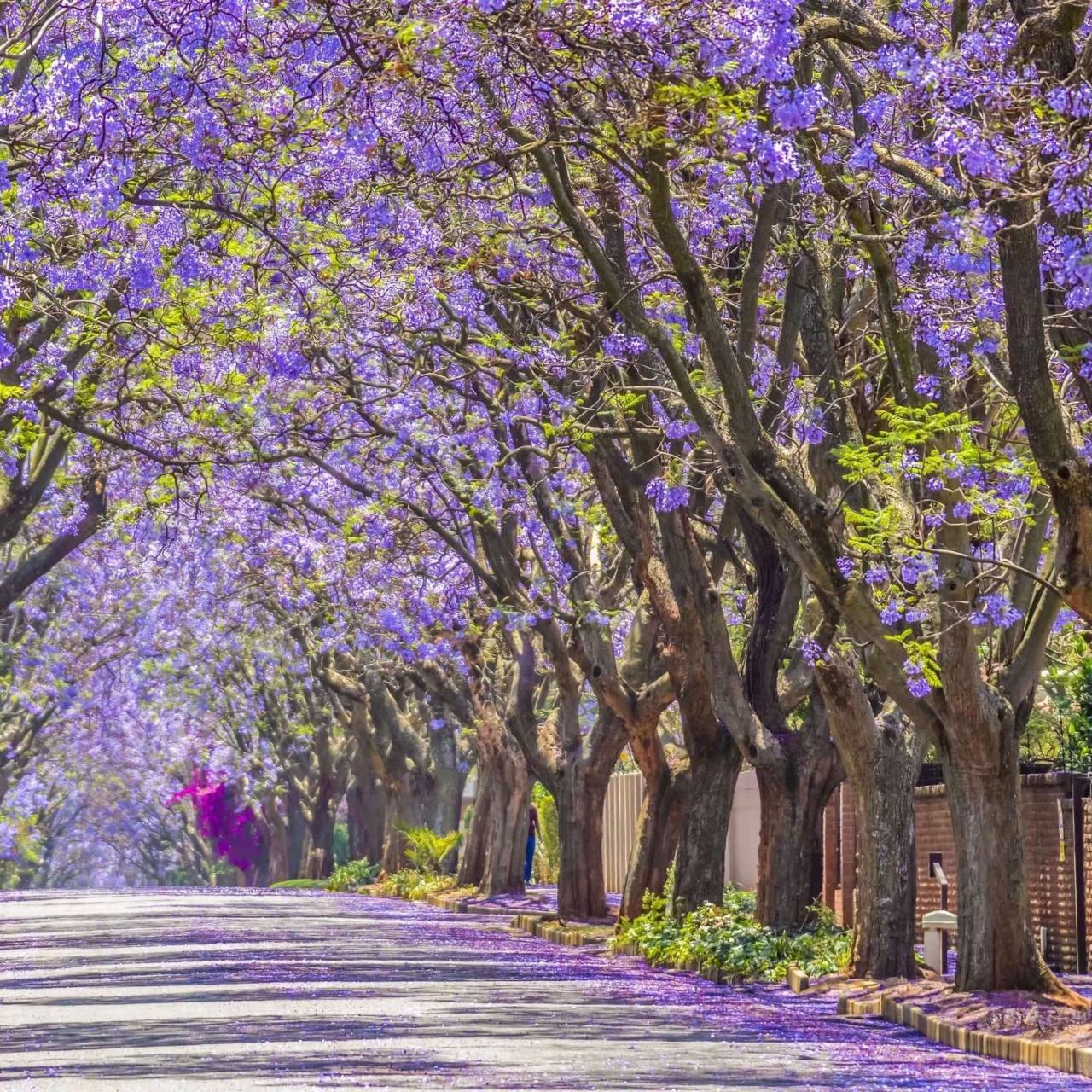 How to Use Jacaranda Tree for a Vibrant and Elegant Outdoor Space: Essential Tips