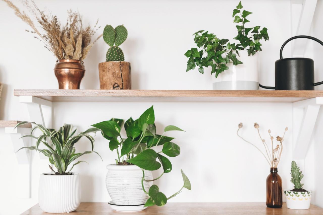 How to Keep Common Houseplants Looking Fresh Year-Round