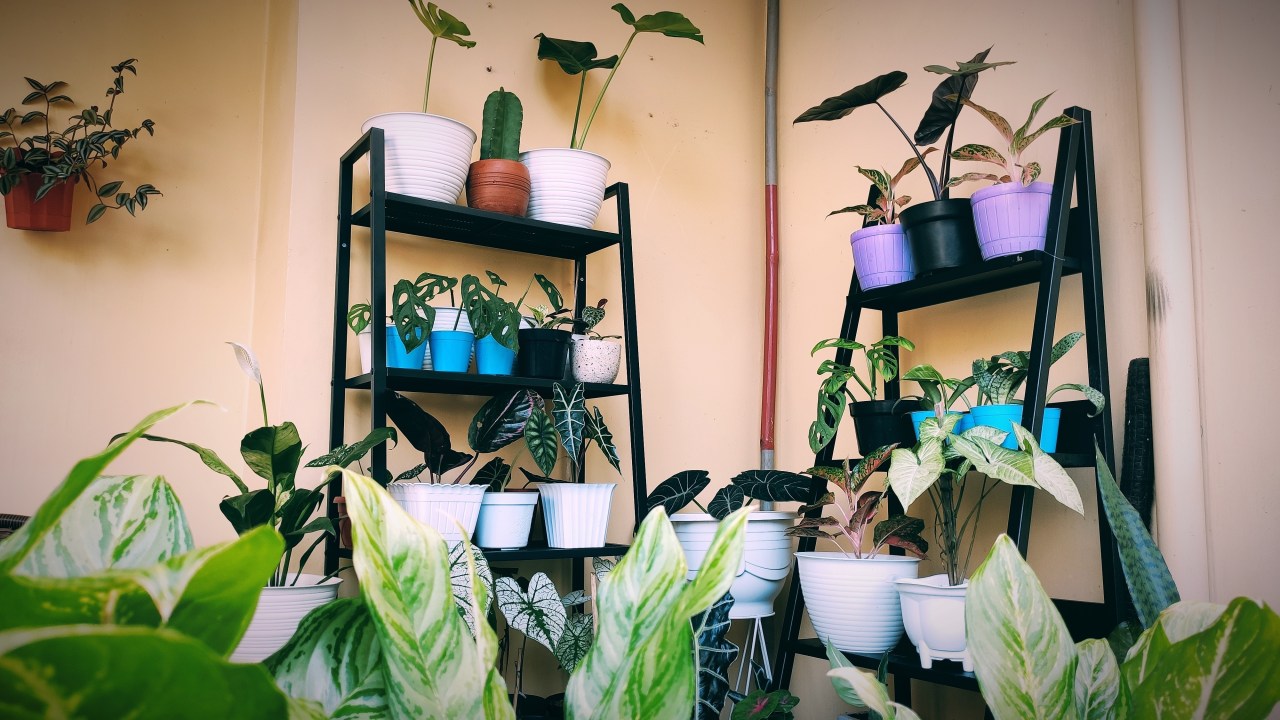 How to Keep Common Houseplants Looking Fresh Year-Round