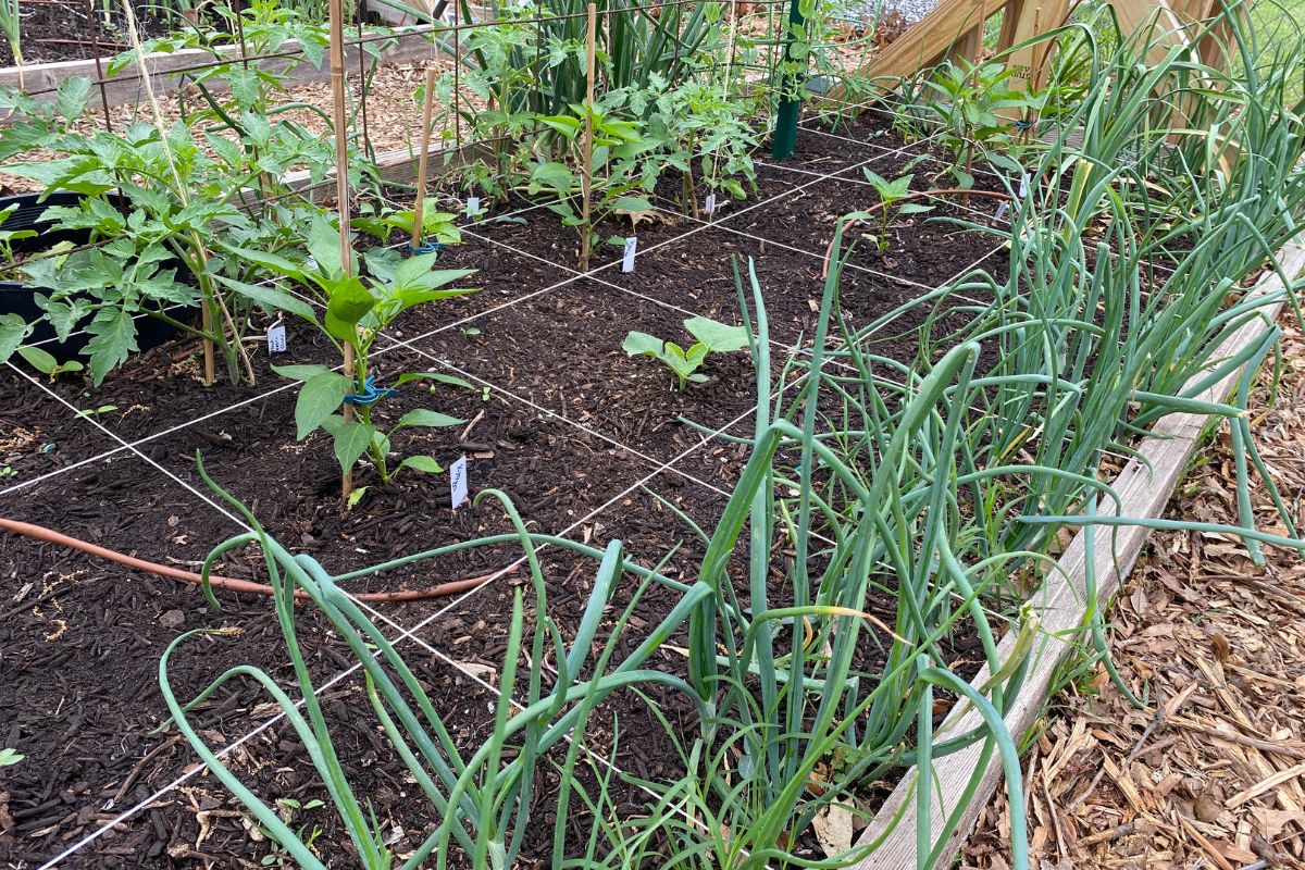 What Plants Should You Never Grow in a Raised Bed?