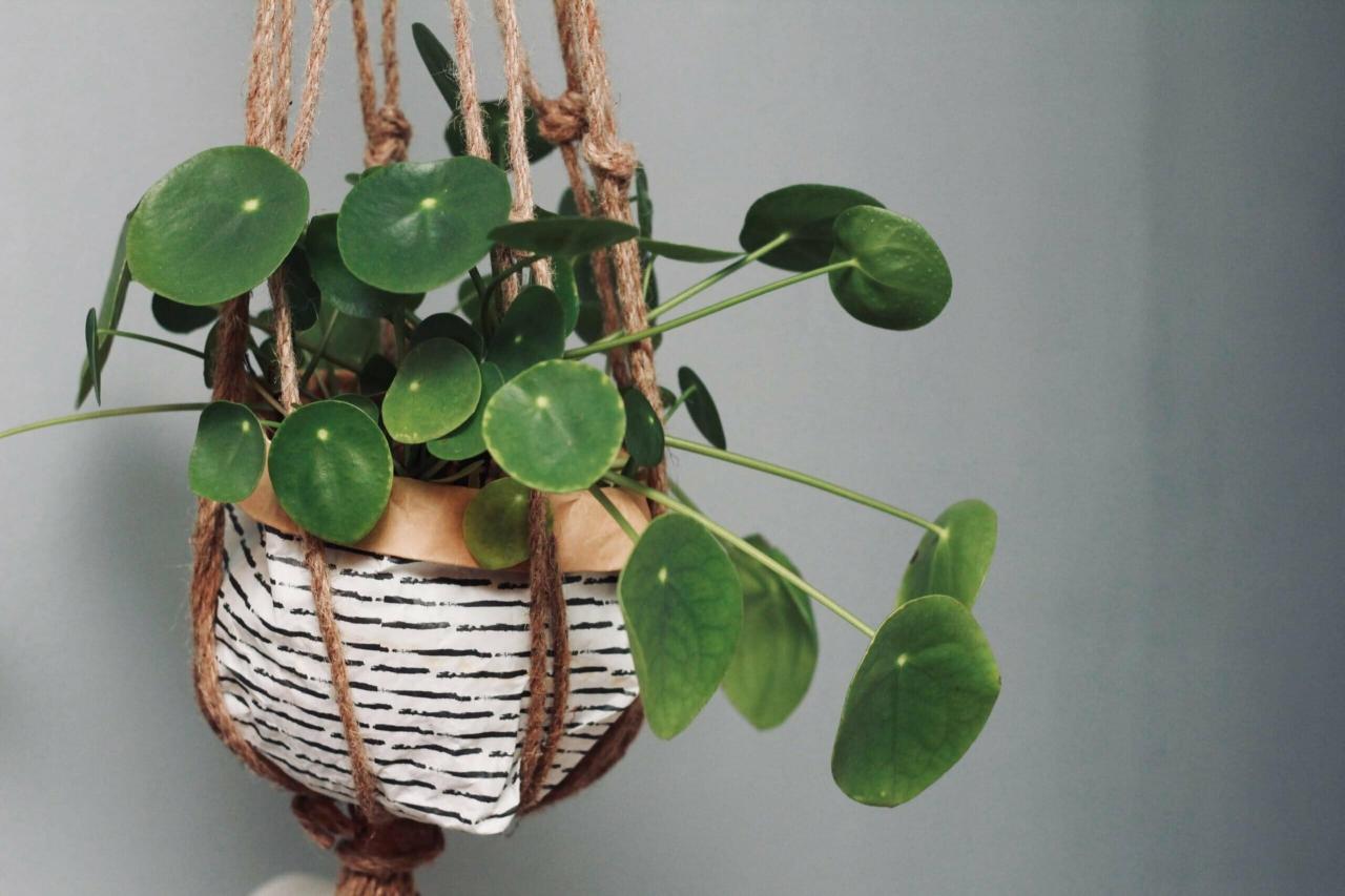 How to Prevent Hanging Plants from Drooping