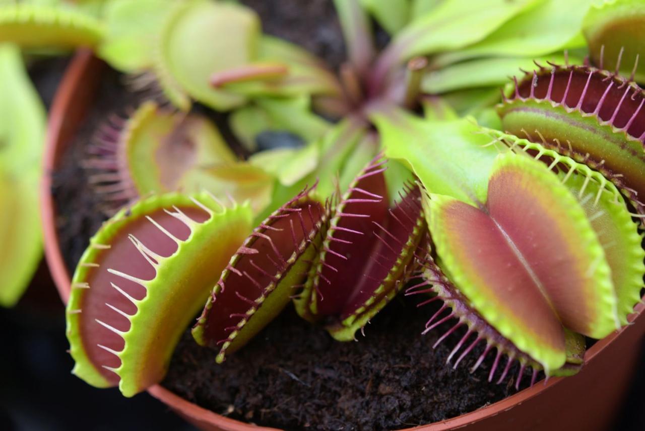 The Fascinating Process of Venus Fly Trap Propagation Explained