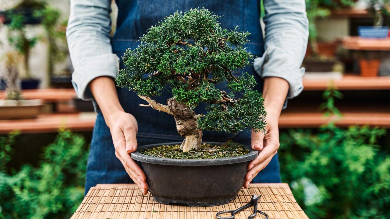 Bonsai Tree Care: Key Tips for Every Owner