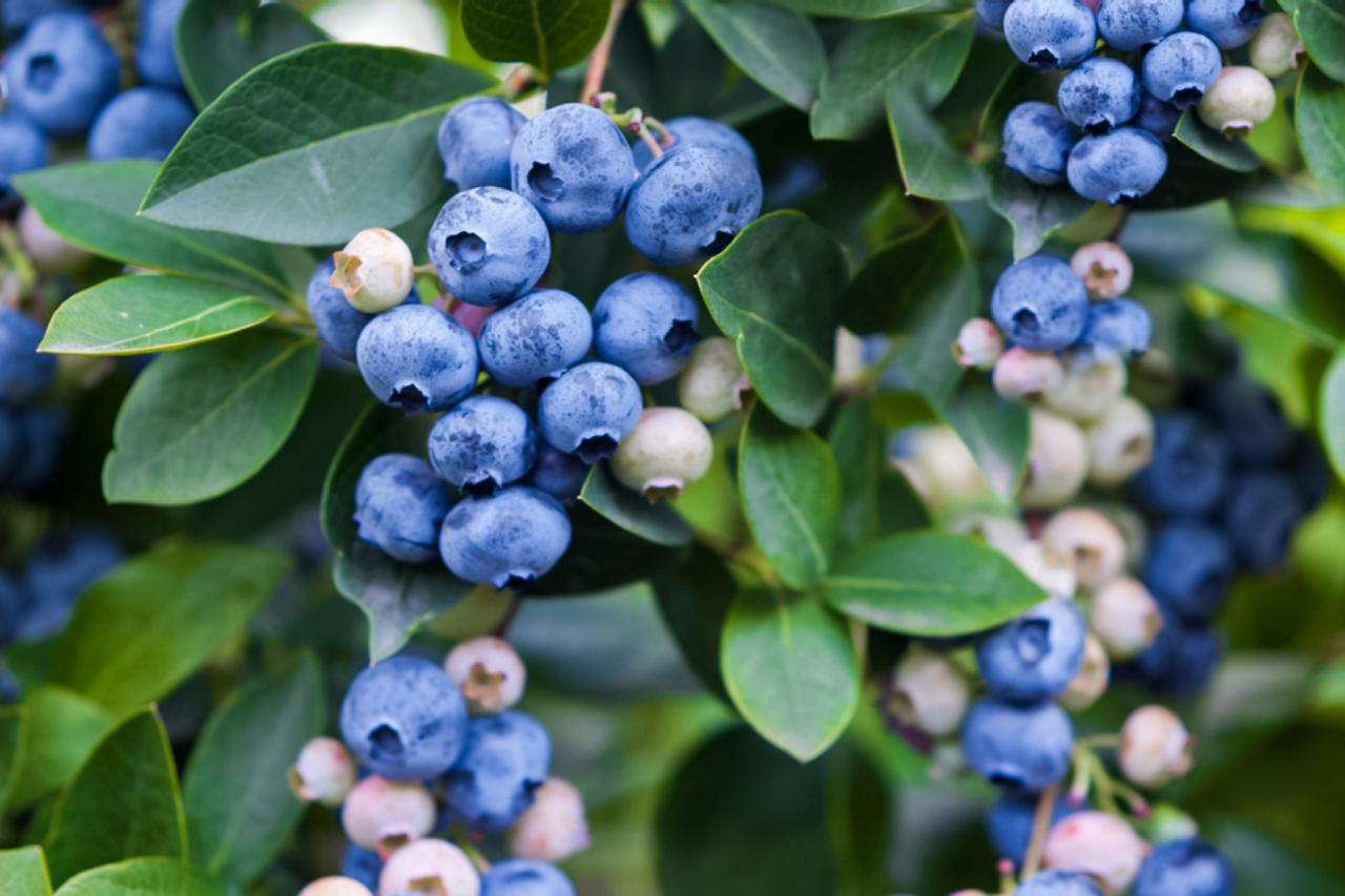 The Best Techniques for Propagating Blueberry Bushes for Fresh Berries