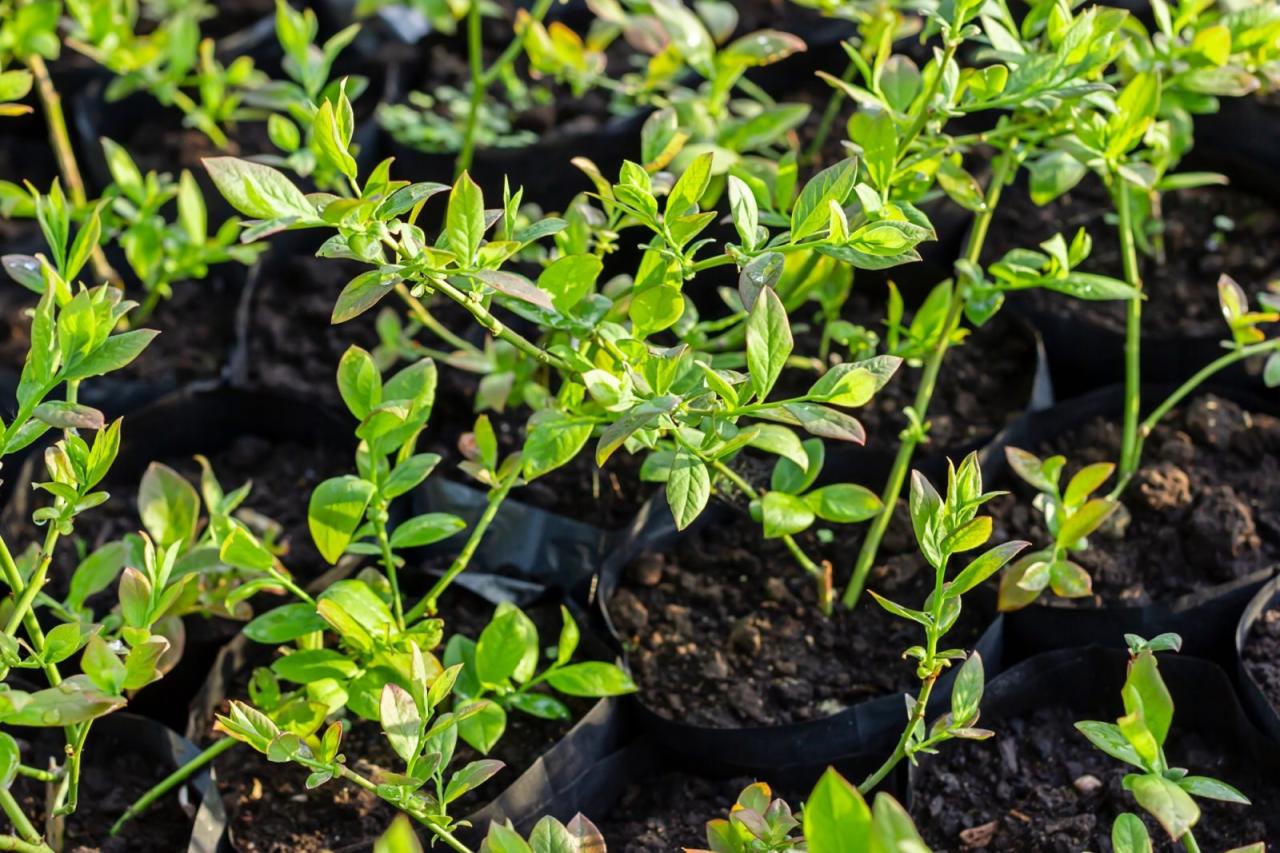 The Best Techniques for Propagating Blueberry Bushes for Fresh Berries