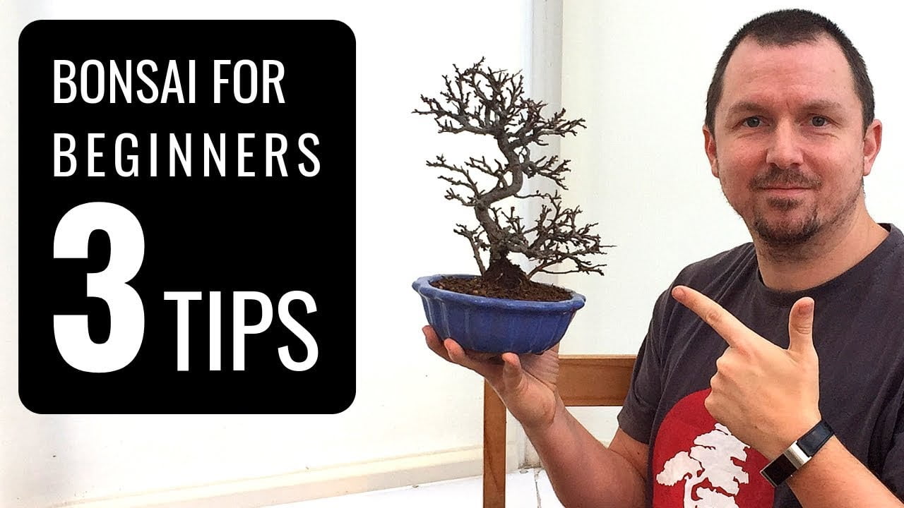 Bonsai Tree Care: Key Tips for Every Owner