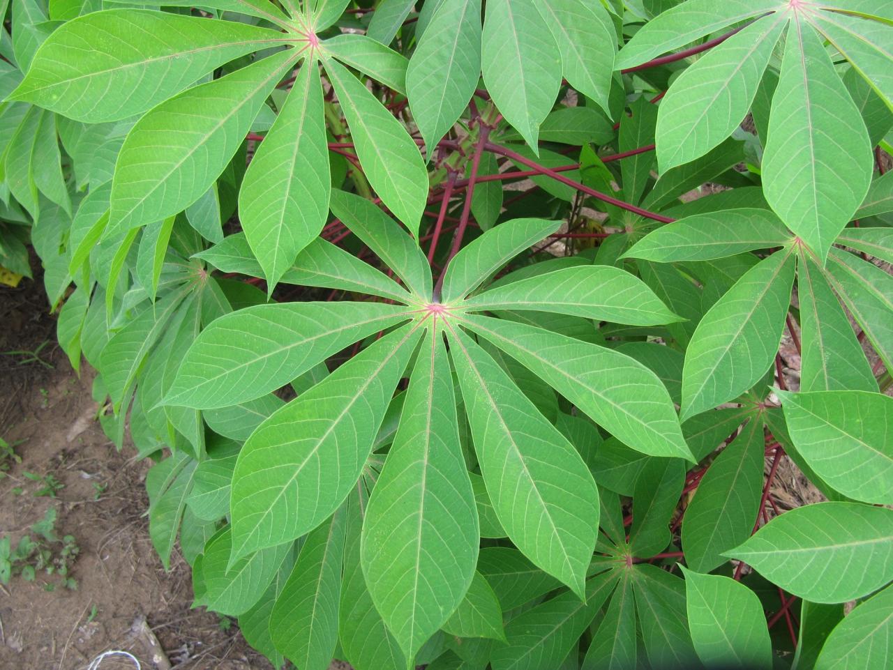 Cassava Leaf Magic: Delicious & Healthy Recipes