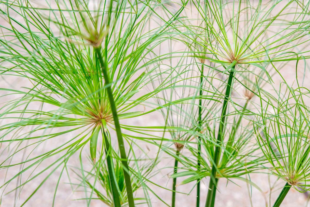 Cultivating Papyrus: A Guide to Lush Gardens