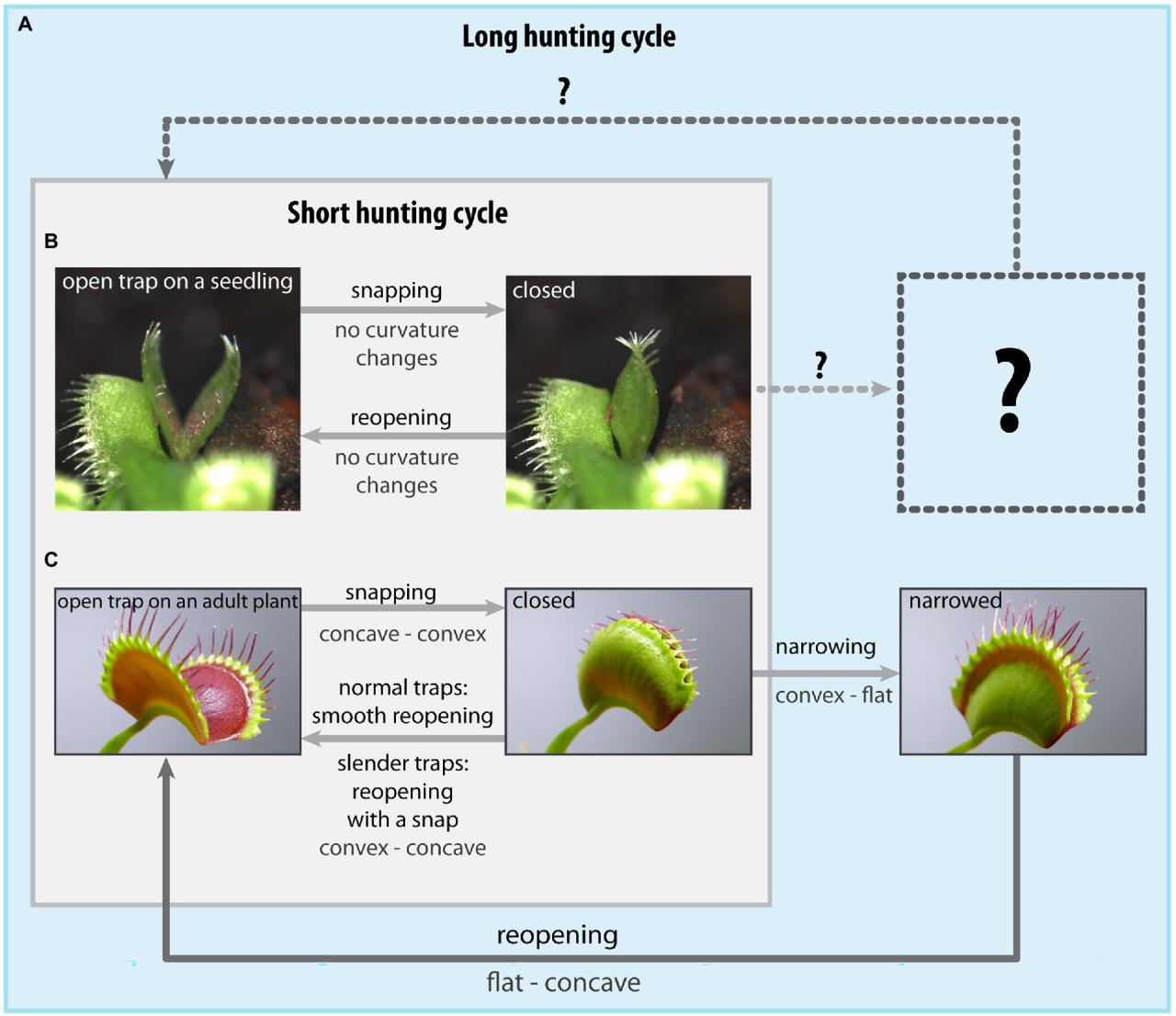 The Fascinating Process of Venus Fly Trap Propagation Explained