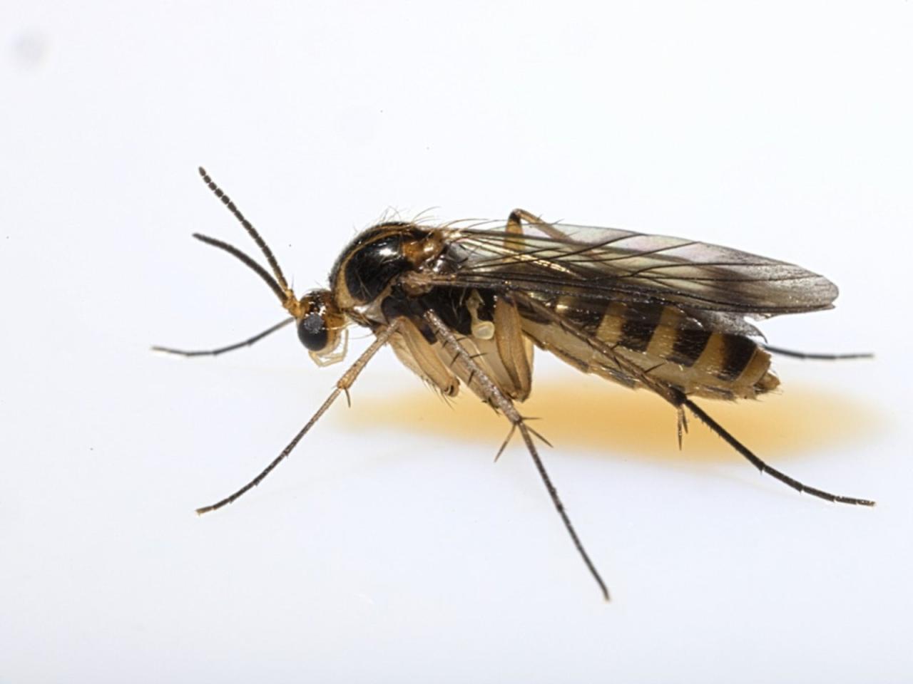 Best Natural Predators for Gnats in Your Plants