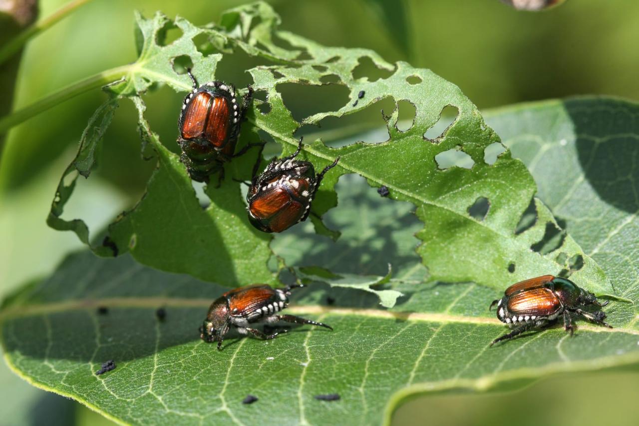 How To Keep Pests Away From Spring Bulbs Planted In Fall