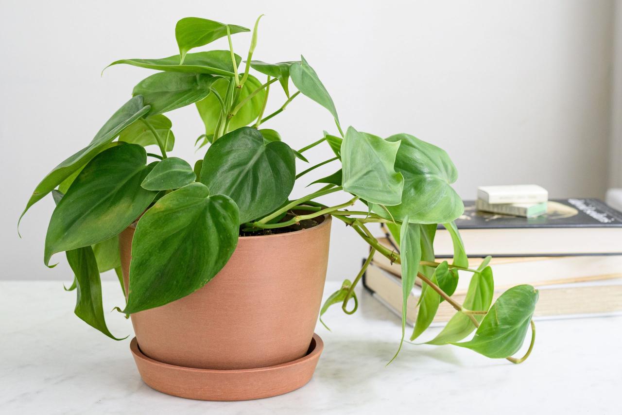 How to Care for Beginner Houseplants in Apartments