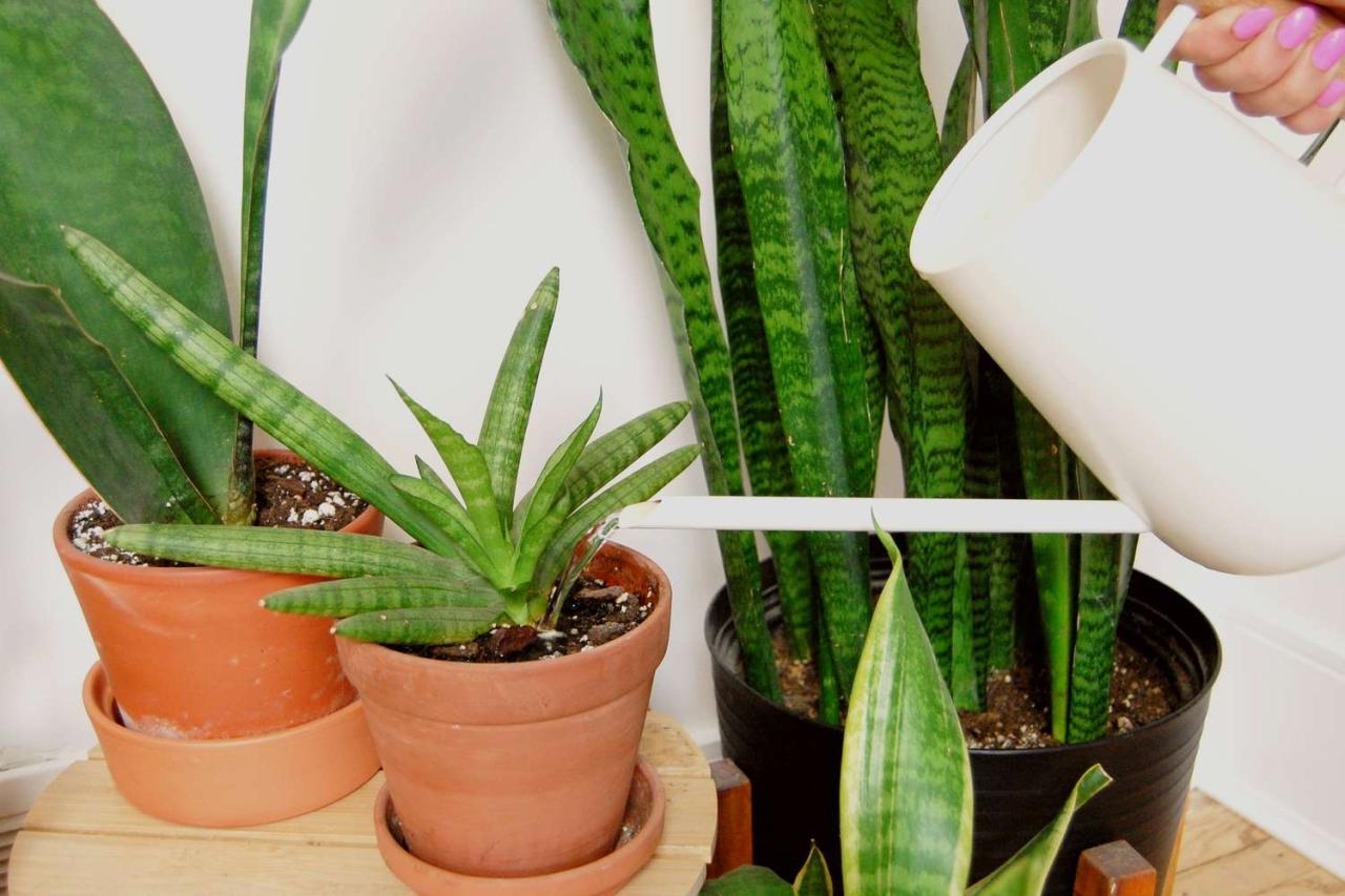 Watering Snake Plants: How Much and How Often?