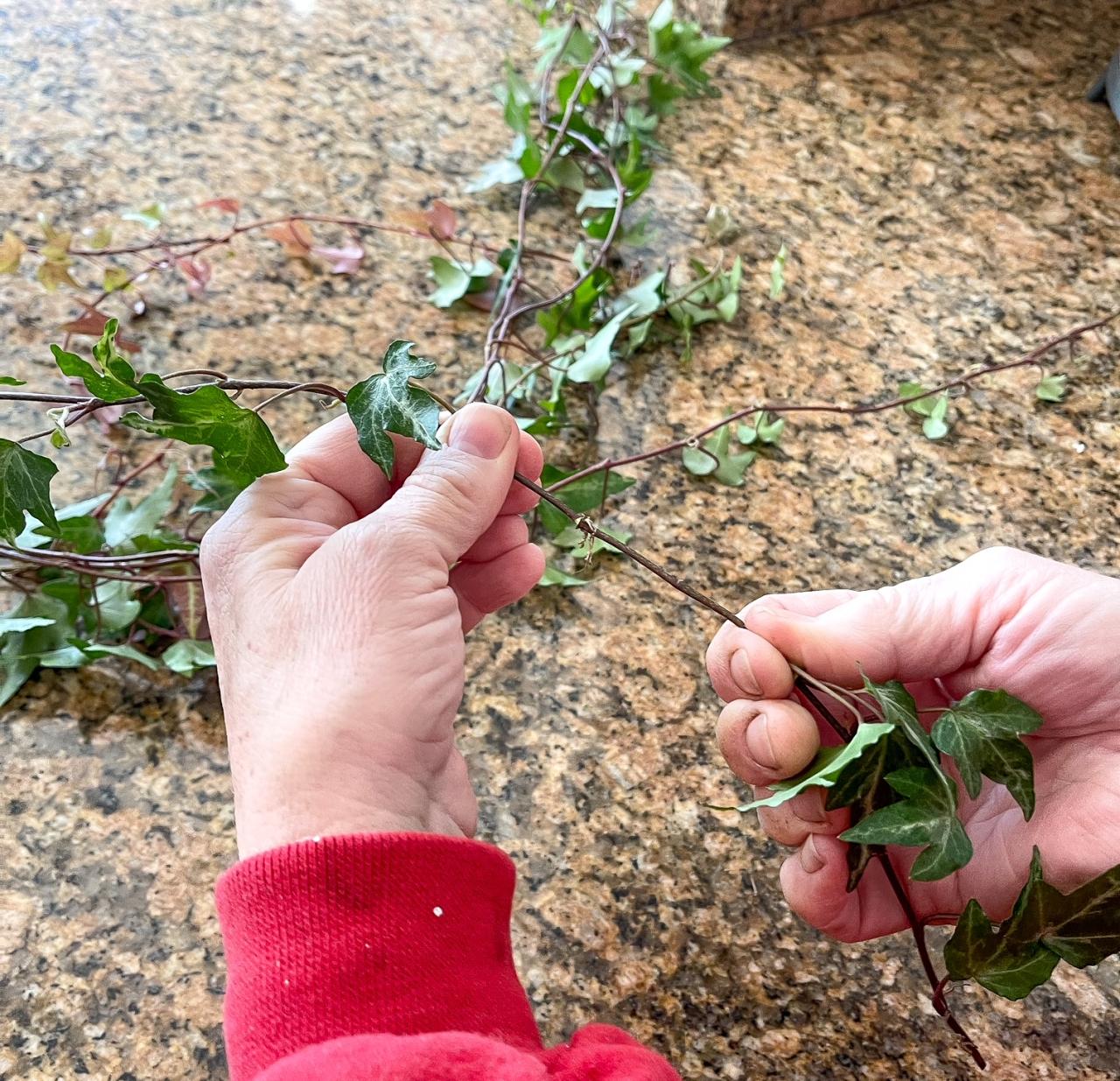 Clone Your Ivy: How to Propagate Ivy in 3 Easy Steps