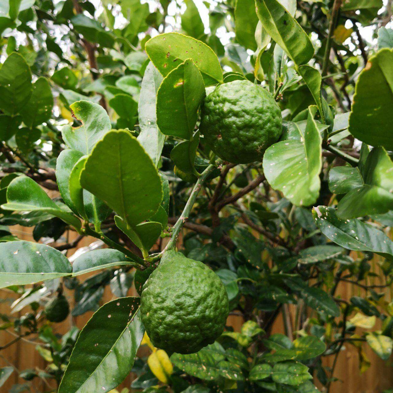 Kaffir Lime Leaf: Your Guide to Perfectly Balanced and Flavorful Meals