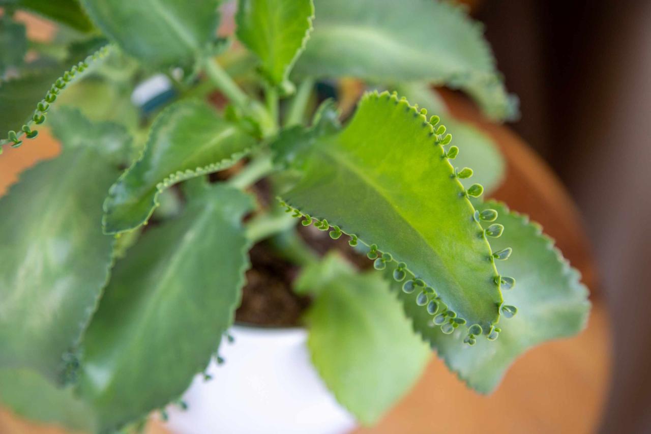 How to Get More Mother of Thousands Plants with These Simple Steps