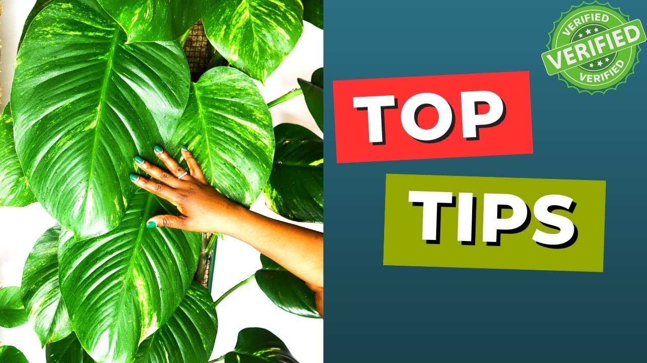 How to Care for Beginner Houseplants in Apartments