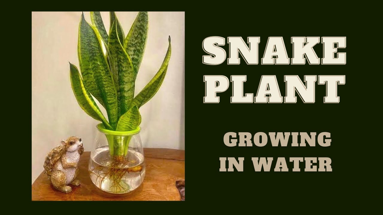 Best Watering Practices for Long-Lasting Snake Plants