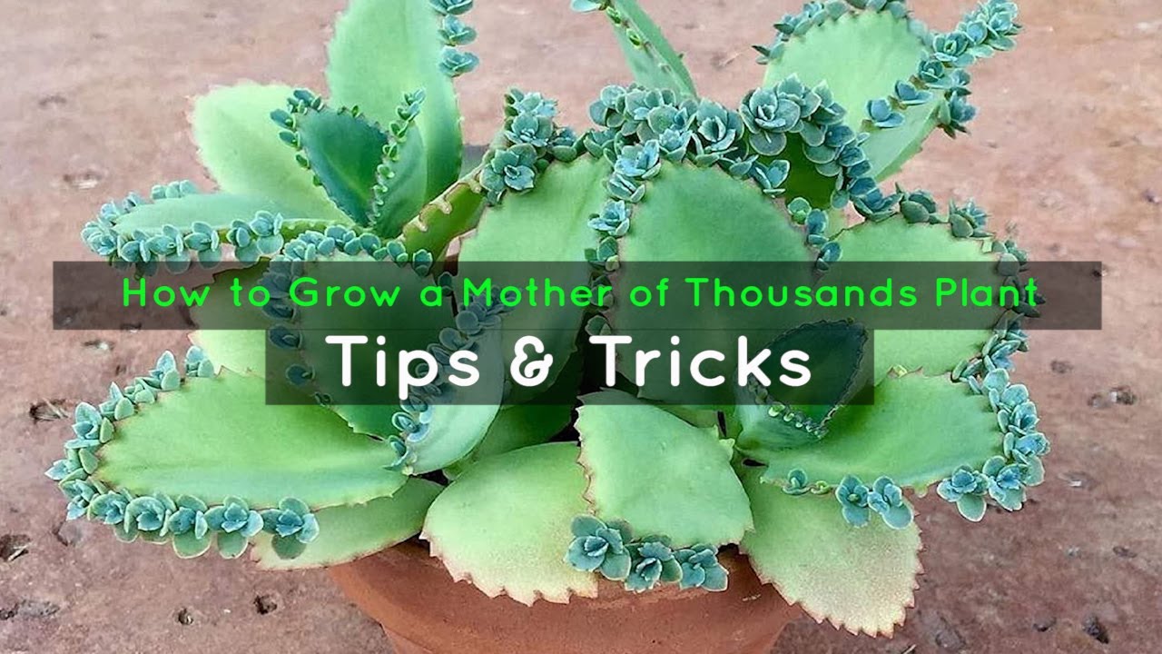 How to Get More Mother of Thousands Plants with These Simple Steps