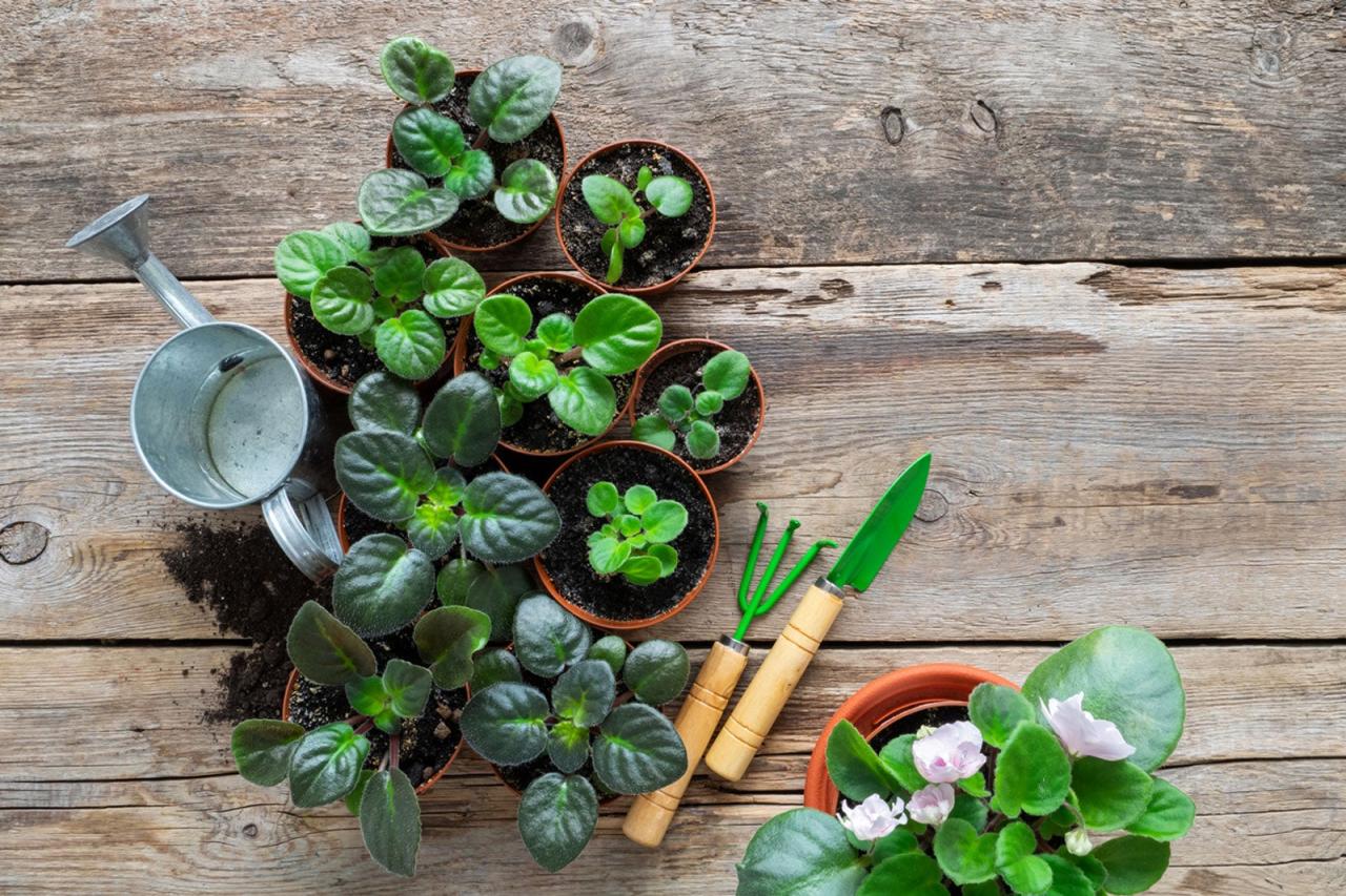 How to Quickly Propagate African Violets for Stunning Blooms