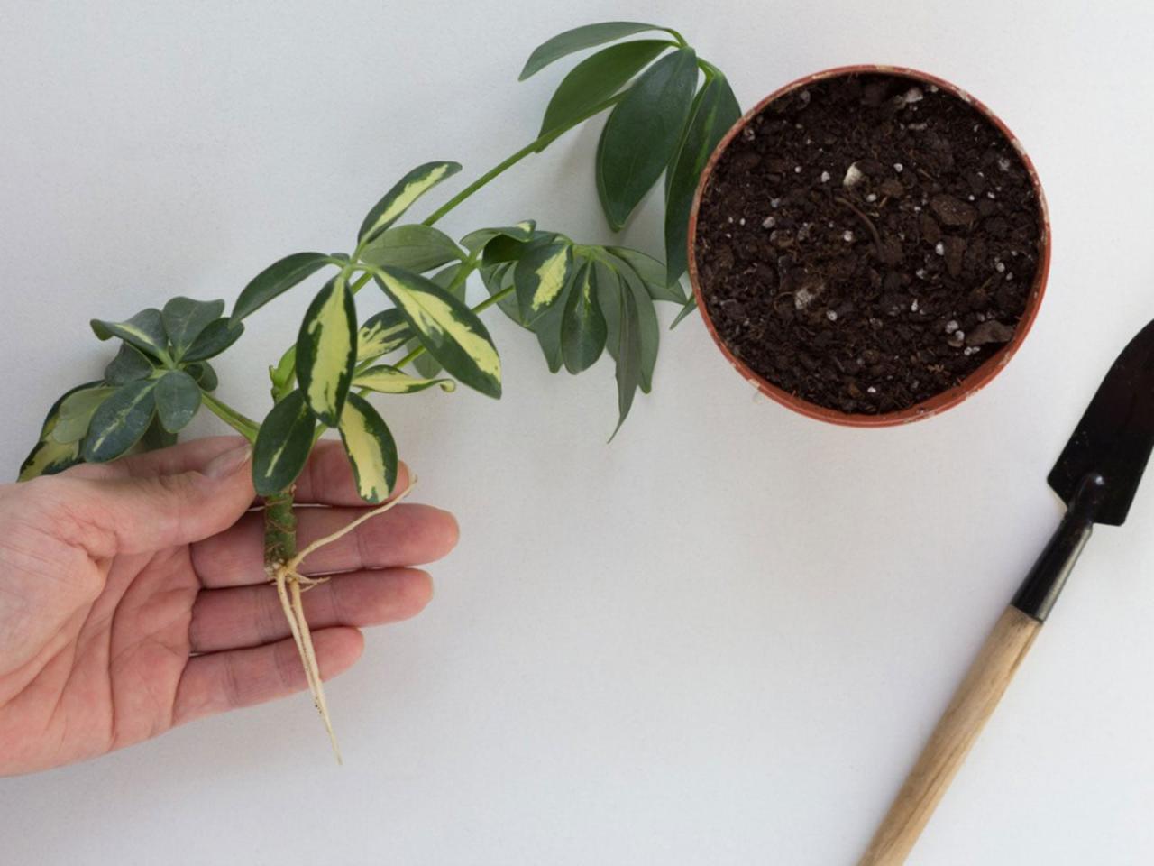 The Complete Guide to Mastering Schefflera Propagation at Home