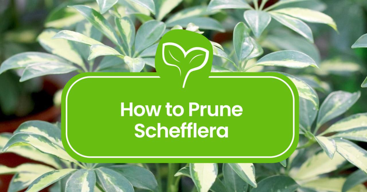 The Complete Guide to Mastering Schefflera Propagation at Home