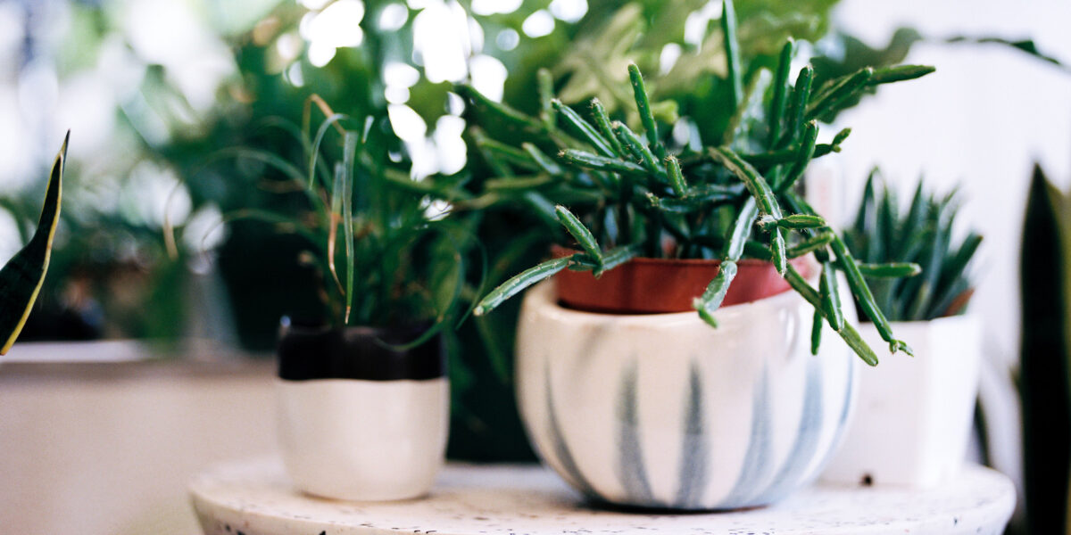 How to Care for Large Indoor Plants While on Vacation