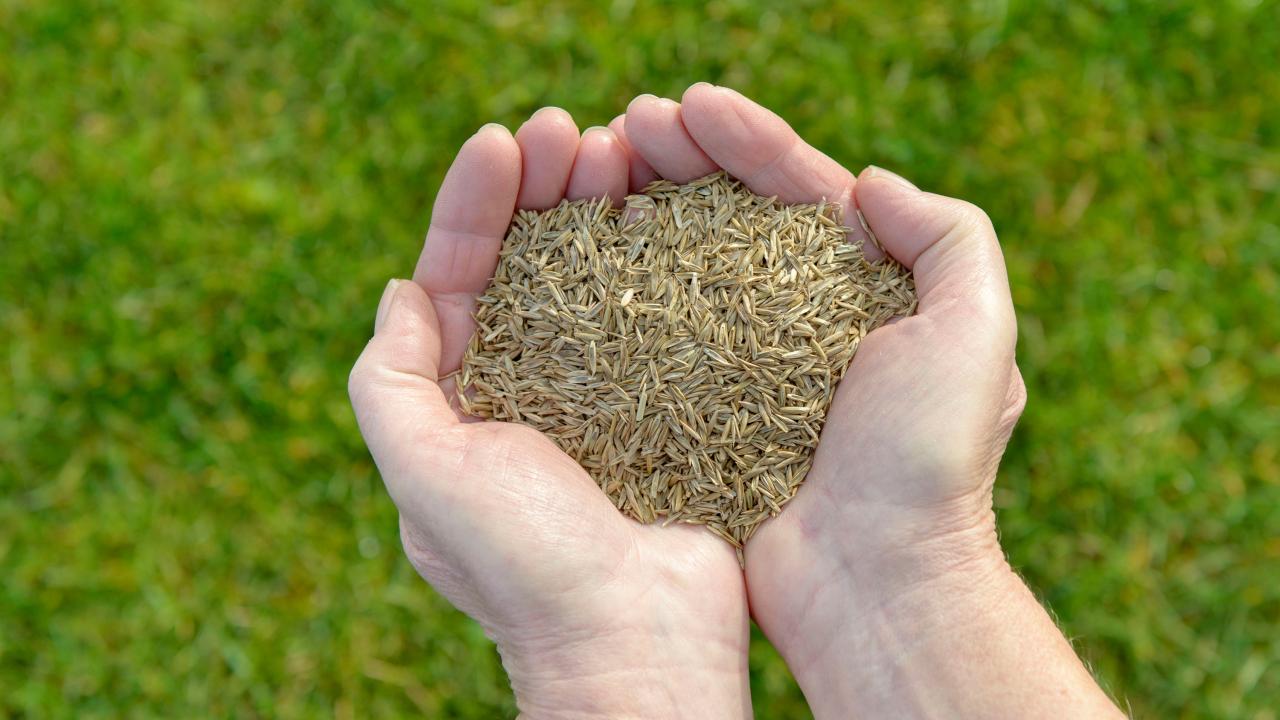 The Best Time to Sow Grass Seed in the UK: Expert Advice and Tips