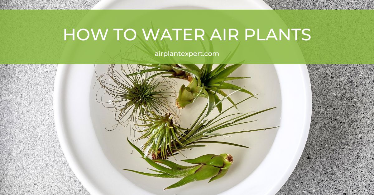 The Pros and Cons of Misting Air Plants