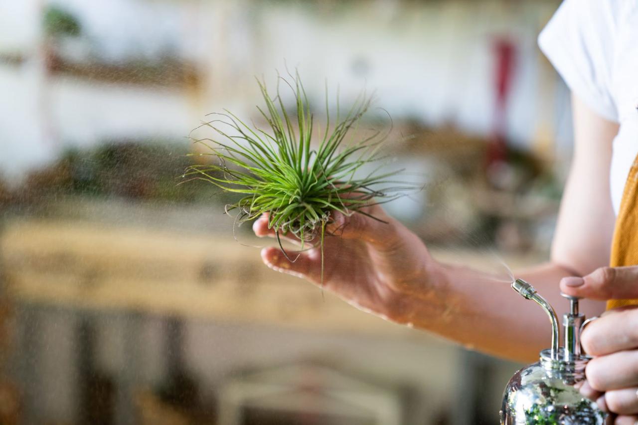 The Pros and Cons of Misting Air Plants